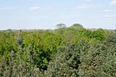 View over the woodland canopy