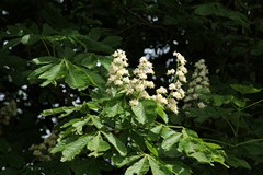 Horse chestnut flowers