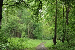 Mixed woodland in late Spring