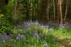 Masses of bluebells in every little clearing