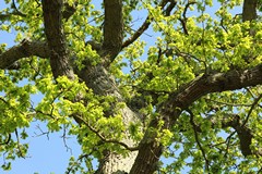 The ribbed bark of the oak with new Spring leaves