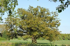 Oak tree in field in Spring