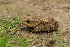 Beautiful common toad