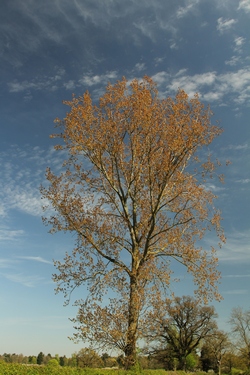 Contrasting colours of tree and sky using a polarizing filter
