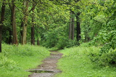 Woodland path after Spring rain