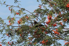 Blackbird enjoying the rowan berries