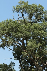 Oak trees often show lots of dead branches. This is often a result of water stress