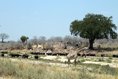 The trees are easy to spot along the riverbanks in the dry season
