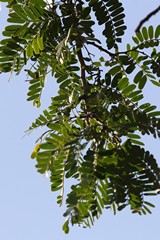 Compound pinnate arrangement of tamarind leaves