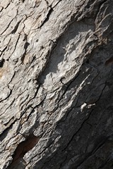 The bark of a tamarind showing longitudinal fissures