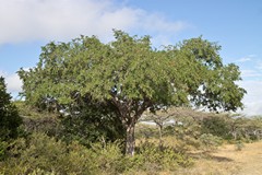 Tamarind with seed pods in Ruaha National Park
