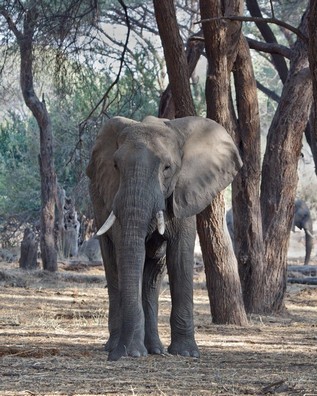 Elephant in Ruaha National Park, Tanzania. Photo by Chris Dunford