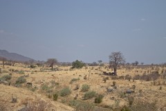 A Family of elephants seek shade in the parched Ruaha savannah