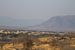 Flat topped acacias in the Ruaha river valley