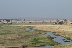 In early September the flow of the Great Ruaha river is much reduced. From April to June it would flow right across here