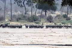 Buffalo crossing the sand river