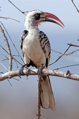 The Ruaha red-billed hornbill is a recently discovered species endemic to Ruaha