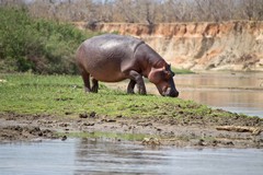 Hippo grazing the river bank in Selous