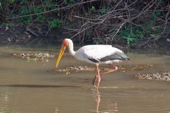 Yellow-billed stork on the Rufiji river was looking for fish in the shallows