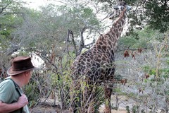 Resident giraffe in Impala camp
