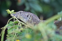 A Young Nile monitor searching for birds nests