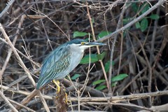 The striated heron stood as though frozen in the undergrowth overhanging the Rufiji