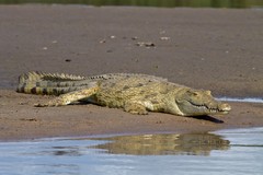 Nile crocodile basking on a sandbar in the Rufiji river - Selous