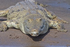 Close up of Nile crocodile sunning himself on a sandbar