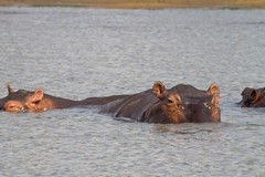 These Hippopotomuses watched us drift past in our boat at Lake Siwandu