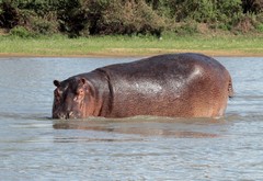 Hippopotamus in the shallows. Hippos favour the shallow lakes in the area as well. The hippopotamus, strangely, cannot swim. It runs along the bottom and pushes itself up to breath