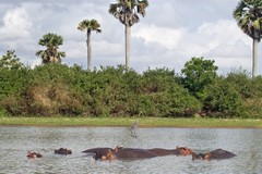A pod of hippopotamus in the shallow water of the Rufiji River - Selous