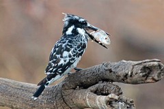A pied kingfisher has been lucky enough to catch lunch