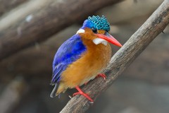 The malachite kingfisher was very common all along the Rufiji