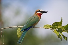White-fronted bee-eaters live in large colonies consisting of nest holes dug in the sandy river bank