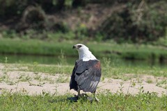 This Fish eagle has caught a large catfish for its breakfast