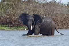 This elephant was caught as he crossed the Rufiji river