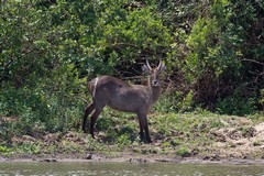 A Common Waterbuck, distinguished by the white circular mark on his rear. Some say it's a target for lions to aim at!