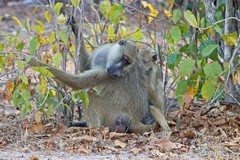 These Baboons were enjoying each others company