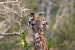 Portrait of a Maasai giraffe. These animals give Selous its nickname of Giraffic Park