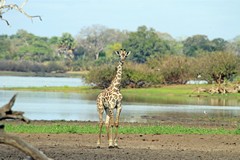 Giraffe at Lake Siwandu