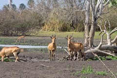  A small herd of Lichtenstein's hartebeeste, normally found in the miombo woodlands to the South