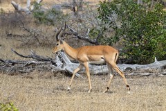 There were a lot of impala bucks defending small territories from each other