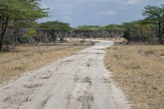 This is the only road to Dar Es Salaam. Not surprisingly there is virtually no traffic. All we saw was a herd of wildebeeste