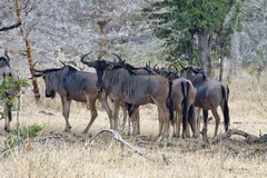 Wildebeeste or Brindled Gnu in Selous