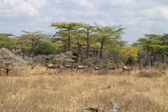Wildebeeste moving through the terminalia and acacia bush