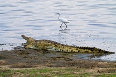 Crocodile on the shore of Lake Siwandu in Selous. An egret wades behind it, completely unconcerned