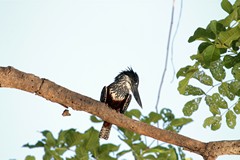 Giant kingfisher perched high above the river