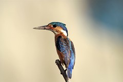 This Malachite kingfisher was using its beak to dig a nesthole in the river bank