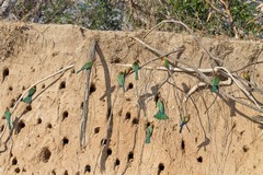 The nest holes of a White-fronted bee-eater colony on the banks of the Rufiji
