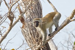 Vervet monkeys are very common throughout East Africa
